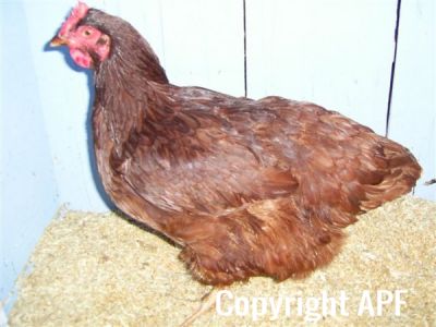 online_poultry_show_3_050.jpg