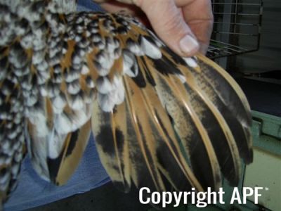 online_poultry_show_3_051.jpg