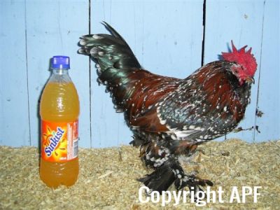online_poultry_show_3_054.jpg
