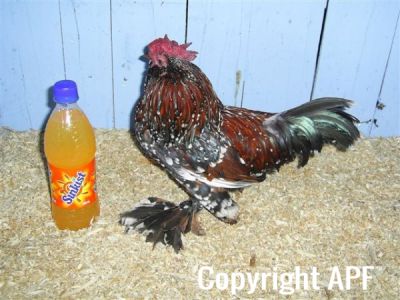 online_poultry_show_3_056.jpg