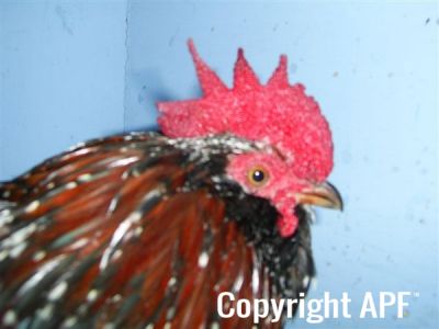 online_poultry_show_3_057.jpg