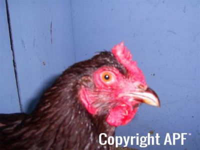 online_poultry_show_3_058.jpg