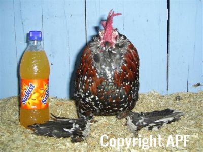 online_poultry_show_3_059.jpg