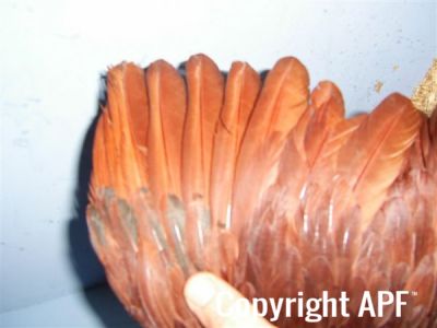 online_poultry_show_3_063.jpg