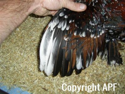 online_poultry_show_3_066.jpg