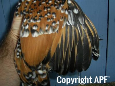 online_poultry_show_3_067.jpg