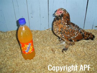 online_poultry_show_3_068.jpg