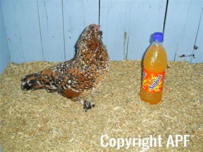 online_poultry_show_3_072.jpg