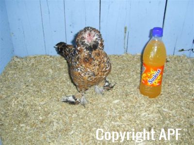 online_poultry_show_3_073.jpg