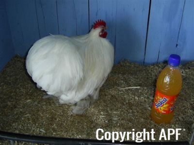 online_poultry_show_3_074.jpg