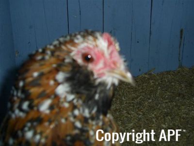 online_poultry_show_3_075.jpg