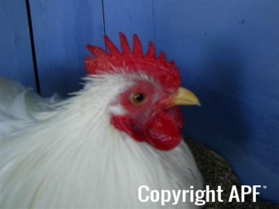 online_poultry_show_3_081.jpg