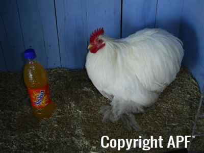 online_poultry_show_3_094.jpg