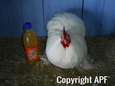 online_poultry_show_3_095.jpg