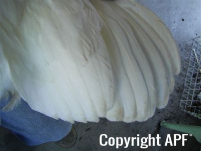 online_poultry_show_3_104__2_.jpg