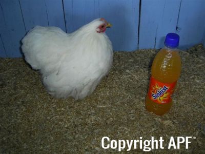 online_poultry_show_3_107.jpg