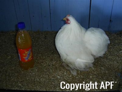 online_poultry_show_3_108.jpg