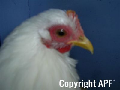 online_poultry_show_3_111.jpg