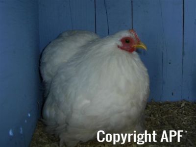 online_poultry_show_3_113.jpg