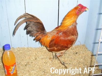 online_poultry_show_4_001.jpg