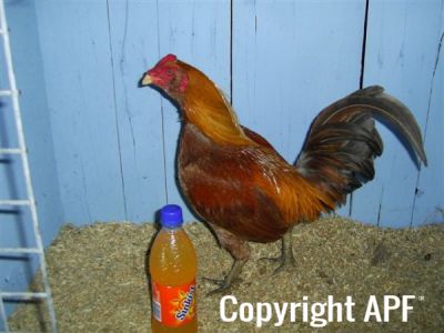 online_poultry_show_4_002.jpg