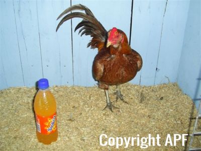 online_poultry_show_4_003.jpg