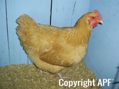online_poultry_show_4_010.jpg