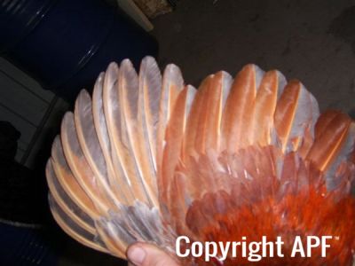 online_poultry_show_4_011.jpg