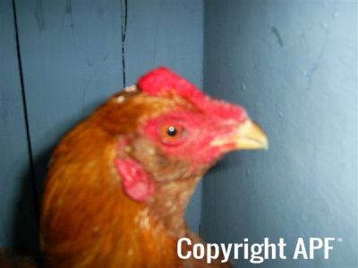 online_poultry_show_4_018.jpg