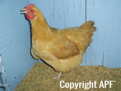 online_poultry_show_4_024.jpg
