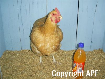 online_poultry_show_4_029.jpg