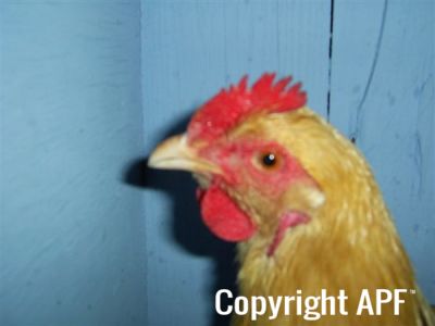 online_poultry_show_4_031.jpg