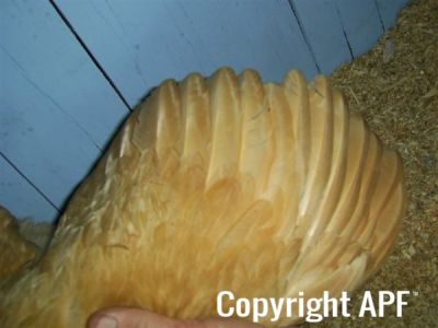 online_poultry_show_4_032.jpg