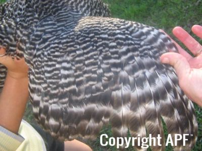 poultry_056.jpg
