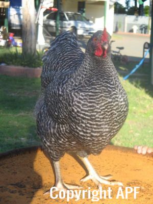 poultry_063.jpg