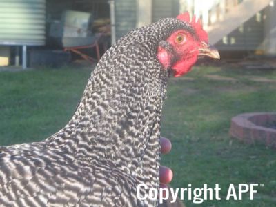 poultry_065.jpg