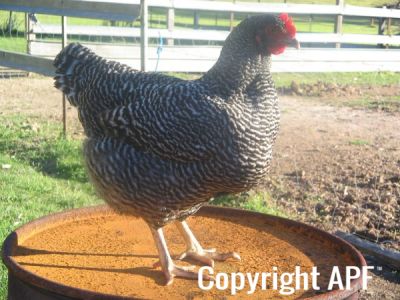 poultry_071.jpg