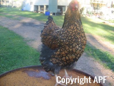 poultry_081.jpg