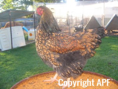 poultry_082.jpg