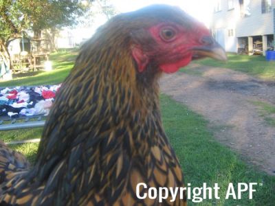 poultry_084.jpg