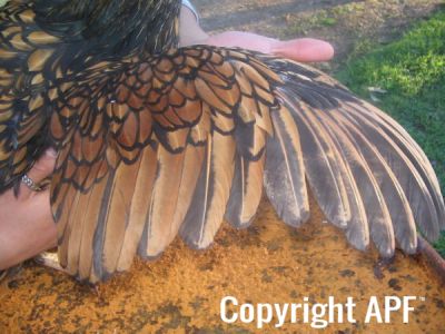 poultry_089.jpg
