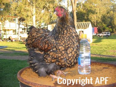 poultry_107.jpg