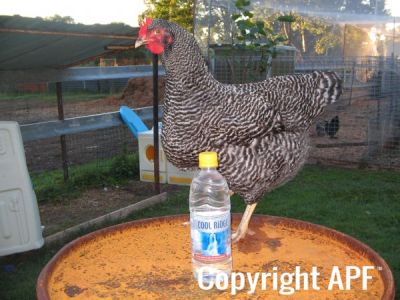 poultry_109.jpg
