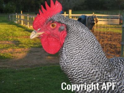 poultry_112.jpg