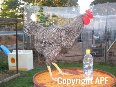 poultry_114.jpg