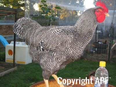 poultry_115.jpg