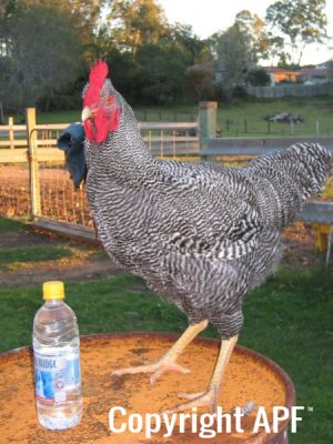 poultry_116.jpg