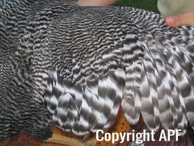 poultry_117.jpg