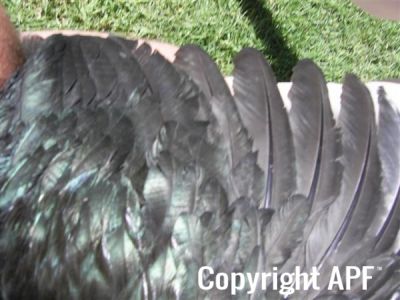 showbirds_001__2_.jpg