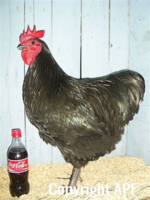 showbirds_005__2_.jpg